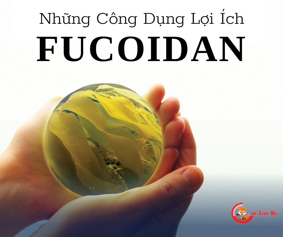 Fucoidan: Tác dụng và lợi ích sức khỏe không thể bỏ qua